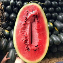 寿禾 西瓜种子麒麟瓜南方8424水果种子无籽早熟晚熟甜王巨型特大小西瓜多品种种苗四季黑皮黄心种籽阳台 中宝小果黑美人西瓜种子 20粒