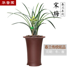 华香园绿植花卉兰花苗 春兰老八种之一【宋梅】浓香型 养兰入门必选品种室内盆栽景耐阴绿植物不带花苞 宋梅 1棵2苗 不带花苞 裸根发货