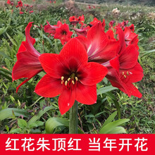 荷兰朱顶红种球大球室内外四季开花盆栽花卉观花绿植物 红花18-20cm【4粒】