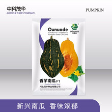 中科茂华蔬菜种子香芋南瓜种子香味浓郁新型礼品小南瓜3-4斤甘甜香糯粉度高肉厚籽少南瓜新品种规模种植 香芋南瓜10克/袋【甘面甜3-4斤】