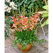 剑兰种球根阳台庭院种子唐菖蒲球根盆栽花卉四季观花植物 罗塞尔5个（送多菌灵） 4-5cm