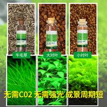 水草种子鱼缸水草植物活体造景前景装饰ada亚马逊水草泥小对叶水草籽 水草种子/10g/袋