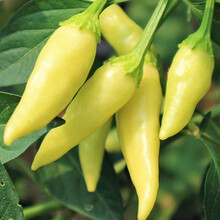 寿禾 小米辣椒种子辣子种泡椒指天椒籽种辡椒广西四川特辣香辣春秋季播种疏蔬菜菜子种籽菜仔 寿禾黄蓉小米辣种子 1g原装