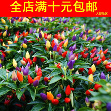TLLZ辣椒种子蔬菜种子五彩观赏椒种子五彩椒樱桃椒观赏约20粒