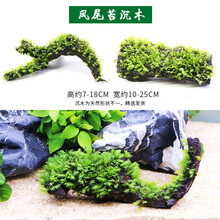 鱼缸中后景水草活体淡水懒人造景红波大叶九冠绿宫廷类坨草水草 栗色 凤尾苔沉木