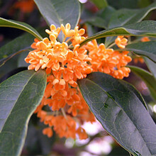 桂花树苗盆栽四季开花庭院绿化美观室内外地栽金桂大树浓香型花卉绿植 红双喜 3年苗【明年开花】