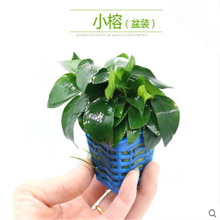 鱼缸造景莫斯沉木水榕活体无土淡水植物懒人增氧真水草趴地矮珍珠水溶群体鱼水草好养易活 小榕