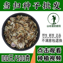 批发中药材当归种子纯新正品岷当归种籽云当归籽带种植四季播种可盆栽食用 当归种子一斤包邮