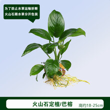 懒人活体真水草鱼缸造景装饰淡水植物莫斯沉木定植水榕水族箱套餐 火山石巴榕