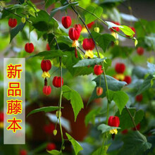 灯笼花盆栽花苗常绿攀援花卉四季开花风铃花藤蔓植物垂吊红灯笼 3年苗 不含盆