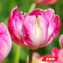 郁金香种球荷兰进口室内阳台郁金香种子花苗盆栽水养耐寒花卉植物 皇家粉（郁金香五球装+肥） 6CM及以上