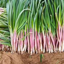 寿禾 韭菜根种子现挖韭菜头种韮菜根苗紫红根疏菜秧苗韭黄种孑春秋宽叶细叶蔬菜苗家庭阳台盆栽种植菜籽菜仔 寿光红满天韭菜种子【耐高温】20g