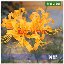 多色彼岸花种球 曼珠沙华种子石蒜花曼佗罗花红花石蒜套餐NZ 黄蜜