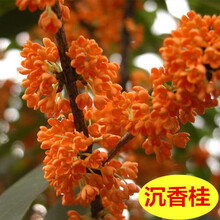 耐寒耐旱嫁接桂花树苗室内金桂丹桂盆栽植物四季桂浓香型花卉盆栽 嫁接5年苗沉香桂2.5厘米粗 不含盆