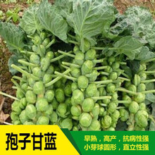 孢甘蓝种子早熟迷你小卷心菜包心菜种子盆栽孢子甘蓝种子 绿孢子甘蓝种子分装35粒【送肥】