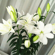 百合花种球盆栽套装四季好养活室内花卉绿植冬季阳台植物带芽香水百合大球花种子 BH白色百合吸水盆套装