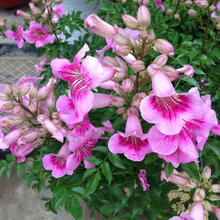 美国凌霄花苗庭院爬藤植物俄罗斯老桩大盆栽四季灵霄开花绿化攀爬 粉色凌霄4年(当年开花) 不含盆