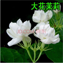 花卉种子 茉莉花种子 多年生木本白茉莉种子 大花茉莉20粒