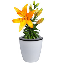 春枝晓 香水百合花种球 百合花盆栽 碗莲荷花种子水培花卉 四季种植室内桌面盆栽花卉植物 黄色花百合种球