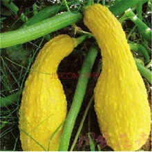 蔬菜种子 阳台盆栽种子四季播 黄瓜种子南瓜苦瓜香瓜丝瓜瓜种子 金天鹅瓜