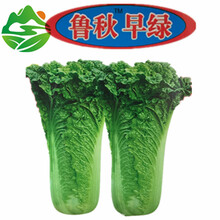 民汇园 鲁秋早绿大白菜种子 蔬菜种子 青麻叶种子 天津大白菜种子 中桩直筒舒心型15克/袋