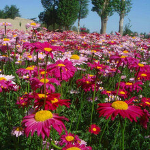 花萌萌 植物除虫菊四季室外多年生花种子庭院花草户外宿根花籽耐热草花家庭盆栽花卉 除虫菊 100克