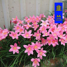 花萌萌 春季宿根花种子室外四季种易活花卉植物庭院阳台盆栽韭兰种子风雨兰 韭莲种球种子 韭兰种根100个