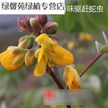 草种子 除虫菊阳台室内盆栽花卉草 蝇草籽 夜来香种子花草林木 蛇灭门一包