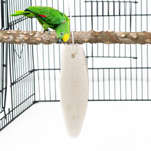 闽笼 高钙墨鱼骨补钙已打孔沿海乌贼骨 虎皮牡丹鹦鹉鸟类乌龟八哥鹩哥鸟食磨牙零食 单片/整串 特级墨鱼骨(长17-19cm)打磨好 墨鱼骨