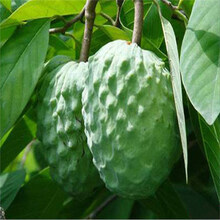 苗 5年大苗 葡萄树巨峰夏黑红提冰葡萄苗 种南