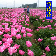 花萌萌 夏季耐寒花种子芍药花 室外四季种易活花卉公园花园多年生室内花草植物 大花芍药种根 10个