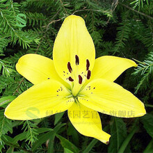绿丝绦 百合花种球 百合花盆栽 室内四季绿植花卉植物香水百合带芽发货 黄色香水百合 单个种球