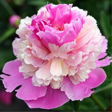 【买1赠3】耐寒！带芽儿发货 芍药种根 根块 芍药花苗种球牡丹花苗盆栽花卉当年开花 品种随机发货 冰糕B