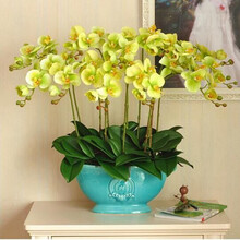 4年大苗 蝴蝶兰花苗 鲜花 四季植物 室内客厅盆栽 绿植花卉 兰花君子兰苗大苗 盆栽盆景 韵气蝴蝶兰+透明原盆+原土
