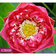 高产藕食用莲藕种苗藕种观赏荷花池塘种藕水培稻田鱼塘深水浅水藕 鄂莲二号【荷花观赏藕】 裸根不带土