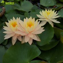 睡莲种子大根茎 水培盆栽 带芽发货莲花种根荷花碗莲水生植物水莲花 16号睡莲