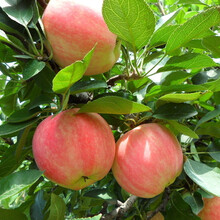 【卉之乡 蜜柚苗 嫁接红心柚子苗 南方北方盆栽