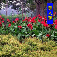 花萌萌 多年生宿根花卉植物花种美人蕉种球种根耐荫花种子室外易活易种高杆绿化花草 美人蕉 种根 10个