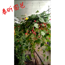 灯笼花垂吊植物 商品搜索 京东