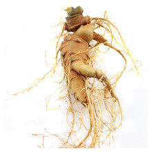 博多客 新鲜三七  500g 生三七文山 云南文山三七 新鲜三七可泡酒 6个500g