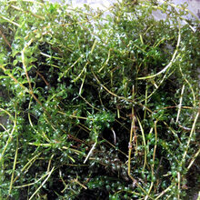 湖北洪湖水草 养殖虾蟹水草 吃不败 园艺用草伊乐藻 环保用草（一亩水面需要20斤） 50斤
