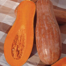 寿禾 早栗蜜本南瓜种子板栗甜栗密本秧苗春季播种早熟高产耐贮运南瓜籽蔬菜苗寿光种籽种苗 （甜板栗）早栗蜜本南瓜种子20粒