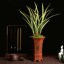 兰花盆栽 兰花苗 【八宝奇珍】夏带浓香花苞出售 建兰四季兰中透线艺叶艺 名贵兰花 兰花土 花卉绿植 八宝奇珍 4苗；裸根不带土