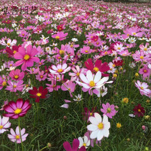 混色格桑花种子四季种波斯菊种子野花组合籽易活速生见土就活百日菊硫华菊花草种子 矮杆混色波斯菊种子1斤