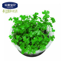水草 鱼缸造景水草缸造景草前景草爬地矮珍珠天湖荽藻球水芙蓉莫丝树三解莫丝凤尾苔牛毛毡 天湖荽