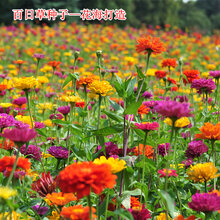 一播大地 百日草种子草花百日草花卉种子波斯菊格桑花种子观花种子易种花海打造四季播易活 百日草种子混色50克