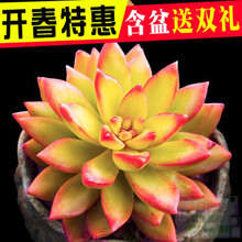 多肉植物室内绿植花卉盆栽  防辐射多肉 铭月 5-6cm 单株 裸根不带土