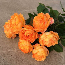 唯友  欧月花苗盆栽花卉植物阳台庭院 藤本花爬藤月季多季开花（带原土营养钵发货） 蜂蜜焦糖 1年苗