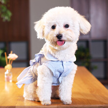 小狗狗衣服公主裙子可爱夏天泰迪比熊薄款小型犬宠物的夏季连衣裙 翻领可爱淑女裙（蓝色） XXL-胸围50-55cm