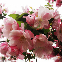大苗 日本 海棠苗 室内盆栽海棠花苗 盆景花卉植物庭院植物 海棠树苗 当年开花 双喜海棠 三年小苗